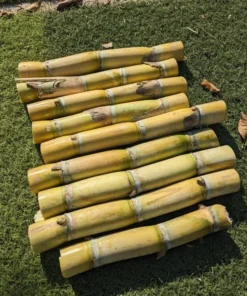 10 Yellow Sugarcane Plant Cuttings - Unrooted Live Grass, 1-2 Ft Long - Image 10