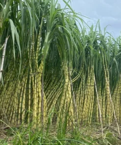 10 Yellow Sugarcane Plant Cuttings - Unrooted Live Grass, 1-2 Ft Long - Image 1