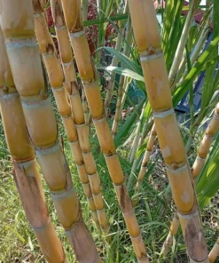 10 Yellow Sugarcane Plant Cuttings - Unrooted Live Grass, 1-2 Ft Long - Image 6