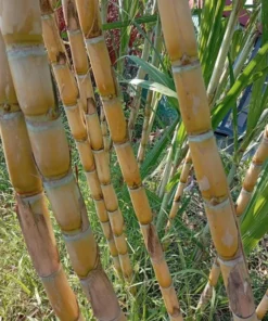 10 Yellow Sugarcane Plant Cuttings - Unrooted Live Grass, 1-2 Ft Long - Image 7