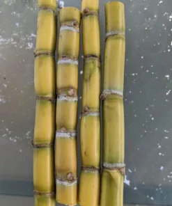 10 Yellow Sugarcane Plant Cuttings - Unrooted Live Grass, 1-2 Ft Long - Image 8