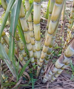 10 Yellow Sugarcane Plant Cuttings - Unrooted Live Grass, 1-2 Ft Long - Image 9