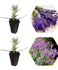 2 Lavender Phenomenal Plugs – Live Starter Plants – Aromatic Herb – 1-3 inches Tall - Image 2