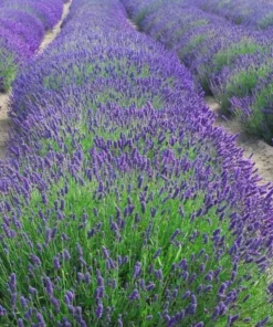 2 Lavender Phenomenal Plugs – Live Starter Plants – Aromatic Herb – 1-3 inches Tall - Image 7