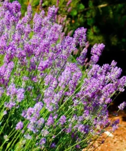 2 Lavender Phenomenal Plugs – Live Starter Plants – Aromatic Herb – 1-3 inches Tall - Image 1