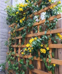 2 Live Yellow Jasmine Vine Plants - Carolina Jessamine, 5-7 Inch Tall, Outdoor Climbing - Image 5