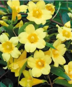 2 Live Yellow Jasmine Vine Plants - Carolina Jessamine, 5-7 Inch Tall, Outdoor Climbing - Image 6