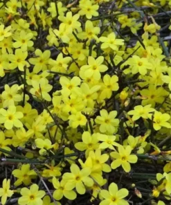 2 Live Yellow Jasmine Vine Plants - Carolina Jessamine, 5-7 Inch Tall, Outdoor Climbing - Image 8