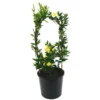 2 Live Yellow Jasmine Vine Plants - Carolina Jessamine, 5-7 Inch Tall, Outdoor Climbing - Image 1