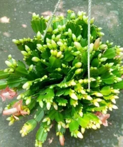 2-Pack Salmon Holiday Cactus Live Plants - Christmas & Thanksgiving Cactus 4-6" Tall - Image 2