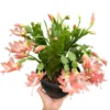 2-Pack Salmon Holiday Cactus Live Plants - Christmas & Thanksgiving Cactus 4-6" Tall - Image 1