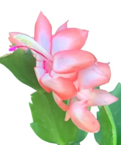 2-Pack Salmon Holiday Cactus Live Plants - Christmas & Thanksgiving Cactus 4-6