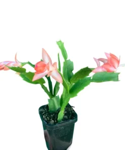 2-Pack Salmon Holiday Cactus Live Plants - Christmas & Thanksgiving Cactus 4-6