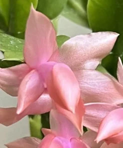 2-Pack Salmon Holiday Cactus Live Plants - Christmas & Thanksgiving Cactus 4-6