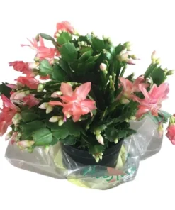 2-Pack Salmon Holiday Cactus Live Plants - Christmas & Thanksgiving Cactus 4-6