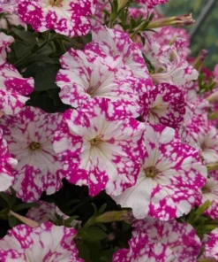2 Pink Sky Petunia Live Plants - Bicolor Pink Flowers, 3-6