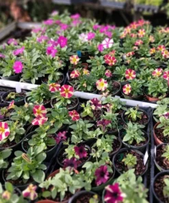 2 Pink Sky Petunia Live Plants - Bicolor Pink Flowers, 3-6" Tall, Trailing - Image 2