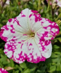 2 Pink Sky Petunia Live Plants - Bicolor Pink Flowers, 3-6