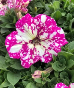 2 Pink Sky Petunia Live Plants - Bicolor Pink Flowers, 3-6