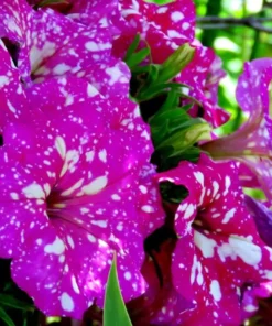 2 Pink Sky Petunia Live Plants - Bicolor Pink Flowers, 3-6