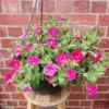 2 Pink Sky Petunia Live Plants - Bicolor Pink Flowers, 3-6" Tall, Trailing - Image 1