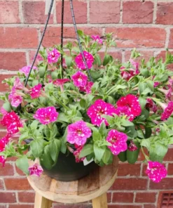 2 Pink Sky Petunia Live Plants - Bicolor Pink Flowers, 3-6" Tall, Trailing - Image 1