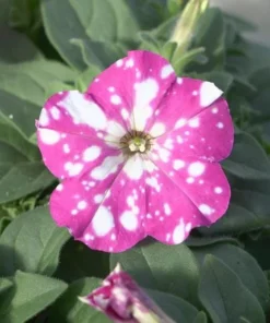 2 Pink Sky Petunia Live Plants - Bicolor Pink Flowers, 3-6