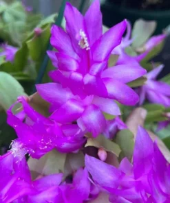 2 Purple Christmas & Thanksgiving Cactus Live Plants – 4-6