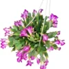 2 Purple Christmas & Thanksgiving Cactus Live Plants – 4-6" Tall – Indoor Holiday Flower - Image 1
