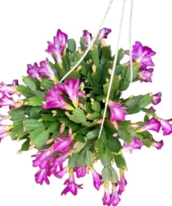 2 Purple Christmas & Thanksgiving Cactus Live Plants – 4-6" Tall – Indoor Holiday Flower - Image 1