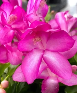 2 Purple Christmas & Thanksgiving Cactus Live Plants – 4-6