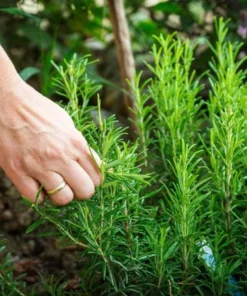 2 Rosemary Live Starter Plants - 2-3 Inch Tall, 5 Inch Pot, Indoor/Outdoor Herb - Image 1