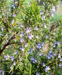 2 Rosemary Live Starter Plants - 2-3 Inch Tall, 5 Inch Pot, Indoor/Outdoor Herb - Image 2