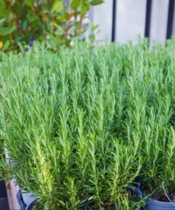 2 Rosemary Live Starter Plants - 2-3 Inch Tall, 5 Inch Pot, Indoor/Outdoor Herb - Image 3