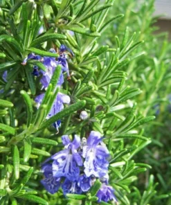 2 Rosemary Live Starter Plants - 2-3 Inch Tall, 5 Inch Pot, Indoor/Outdoor Herb - Image 4