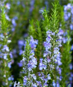 2 Rosemary Live Starter Plants - 2-3 Inch Tall, 5 Inch Pot, Indoor/Outdoor Herb - Image 8