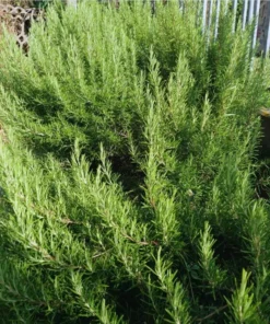 2 Rosemary Live Starter Plants - 2-3 Inch Tall, 5 Inch Pot, Indoor/Outdoor Herb - Image 9