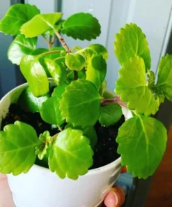 2 Swedish Ivy Live Plants – Plectranthus Verticillatus – 3 inch Pot – Indoor Houseplant - Image 2