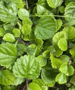 2 Swedish Ivy Live Plants – Plectranthus Verticillatus – 3 inch Pot – Indoor Houseplant - Image 1