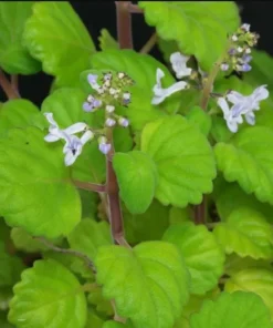 2 Swedish Ivy Live Plants – Plectranthus Verticillatus – 3 inch Pot – Indoor Houseplant - Image 4