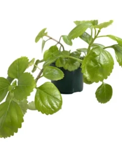 2 Swedish Ivy Live Plants – Plectranthus Verticillatus – 3 inch Pot – Indoor Houseplant - Image 5