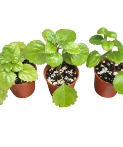 2 Swedish Ivy Live Plants – Plectranthus Verticillatus – 3 inch Pot – Indoor Houseplant - Image 6