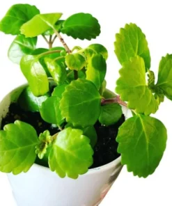 2 Swedish Ivy Live Plants – Plectranthus Verticillatus – 3 inch Pot – Indoor Houseplant - Image 7