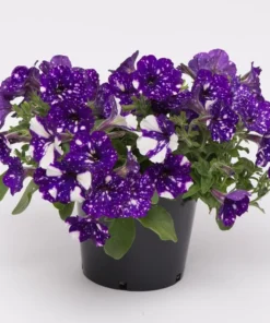 4 Night Sky Petunia Live Plants - Trailing Bicolor Blue Petunias, 3-6" Tall - Image 1