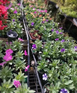 4 Night Sky Petunia Live Plants - Trailing Bicolor Blue Petunias, 3-6