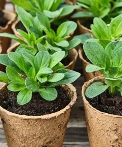 4 Night Sky Petunia Live Plants - Trailing Bicolor Blue Petunias, 3-6