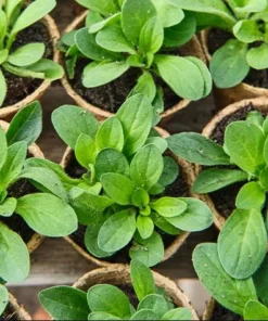 4 Night Sky Petunia Live Plants - Trailing Bicolor Blue Petunias, 3-6