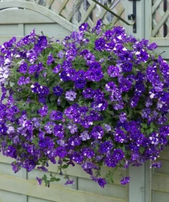 4 Night Sky Petunia Live Plants - Trailing Bicolor Blue Petunias, 3-6