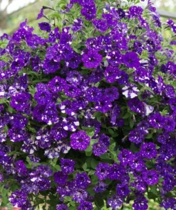 4 Night Sky Petunia Live Plants - Trailing Bicolor Blue Petunias, 3-6