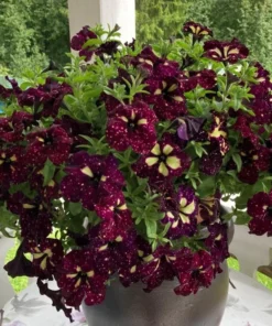 4 Starry Sky Burgundy Petunia Live Plants, Trailing Bicolor Flowers, 3-6